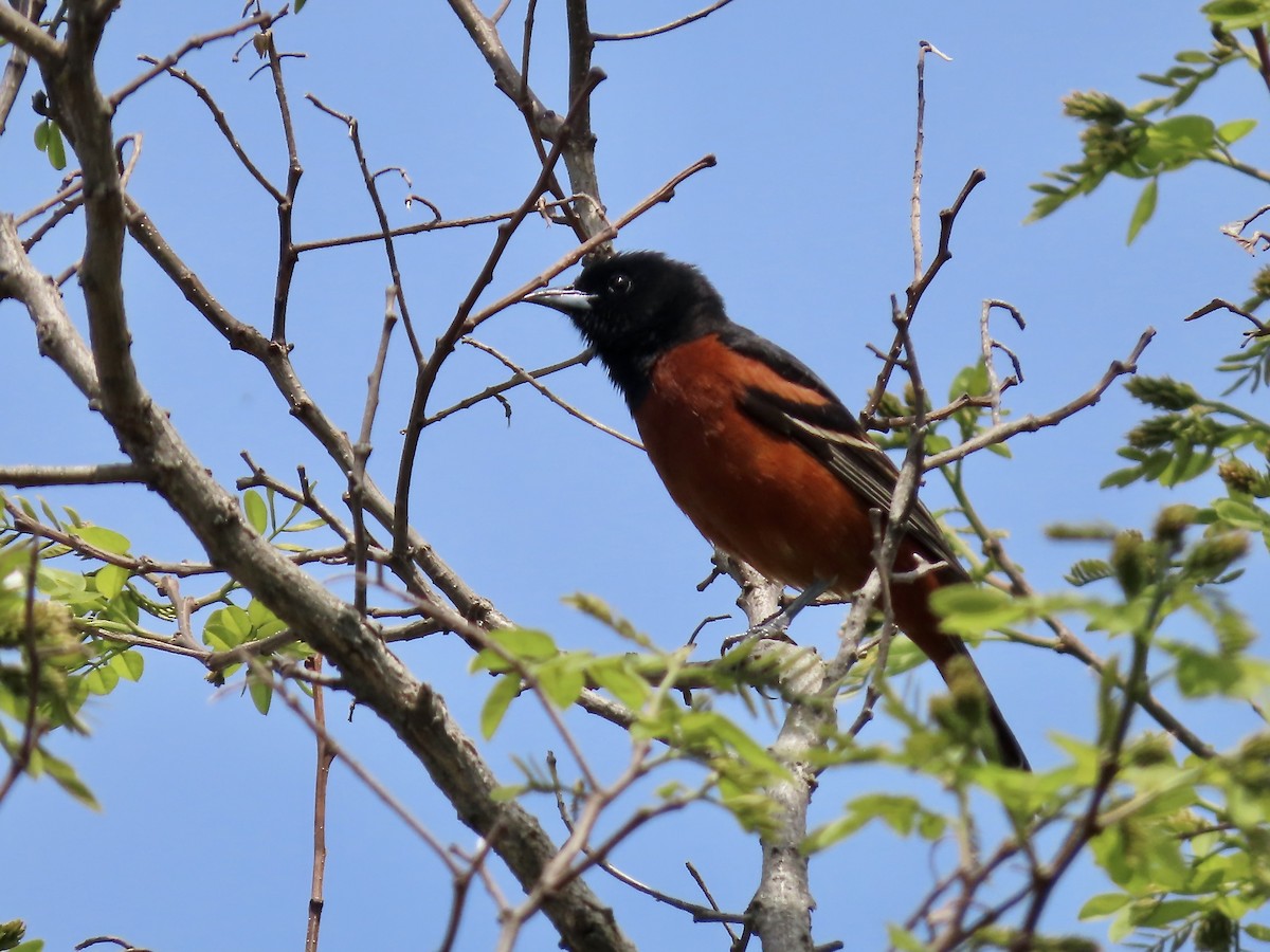 Orchard Oriole - Marjorie Watson