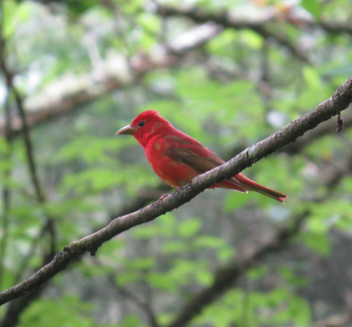 Summer Tanager - carolyn mcallaster