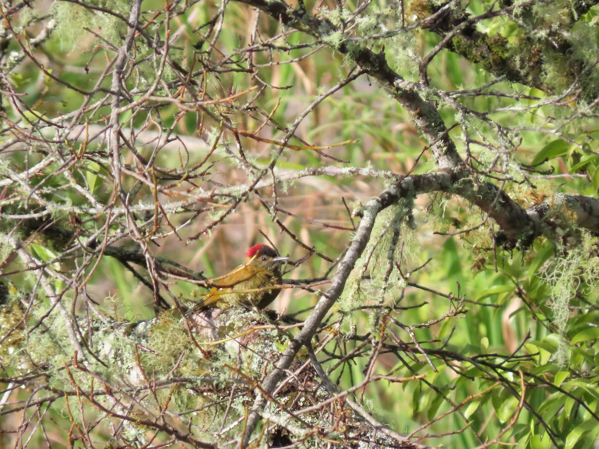 Golden-olive Woodpecker - Cristian Cufiño