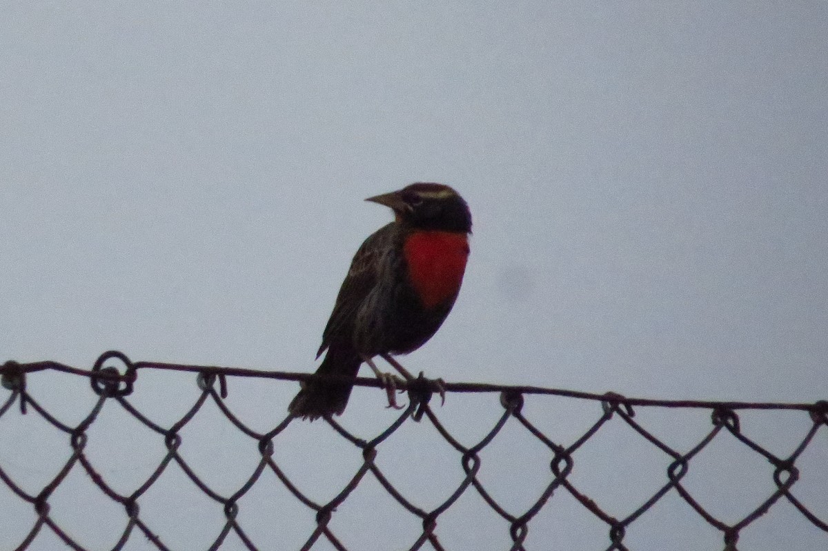 Peruvian Meadowlark - Gary Prescott