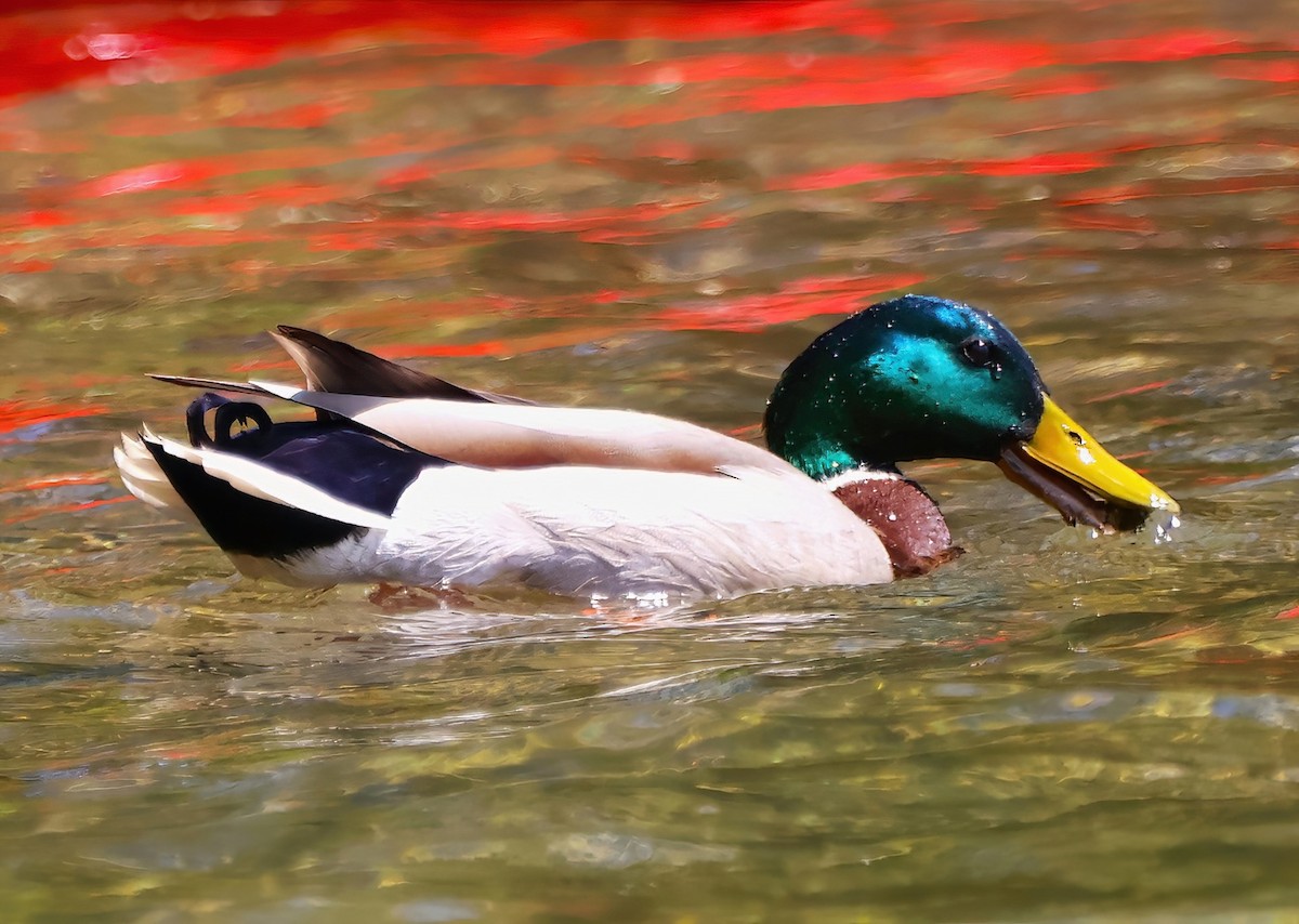 Mallard - Eric Patry