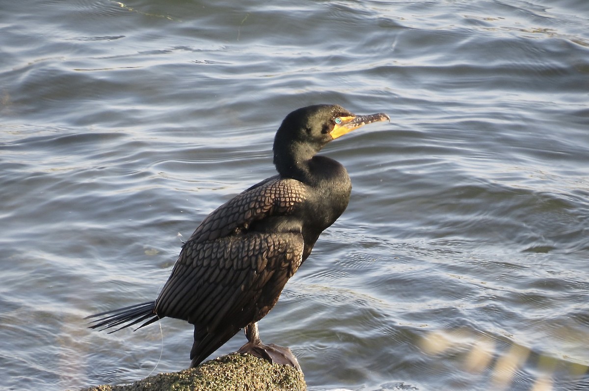 Double-crested Cormorant - Steve Mesick