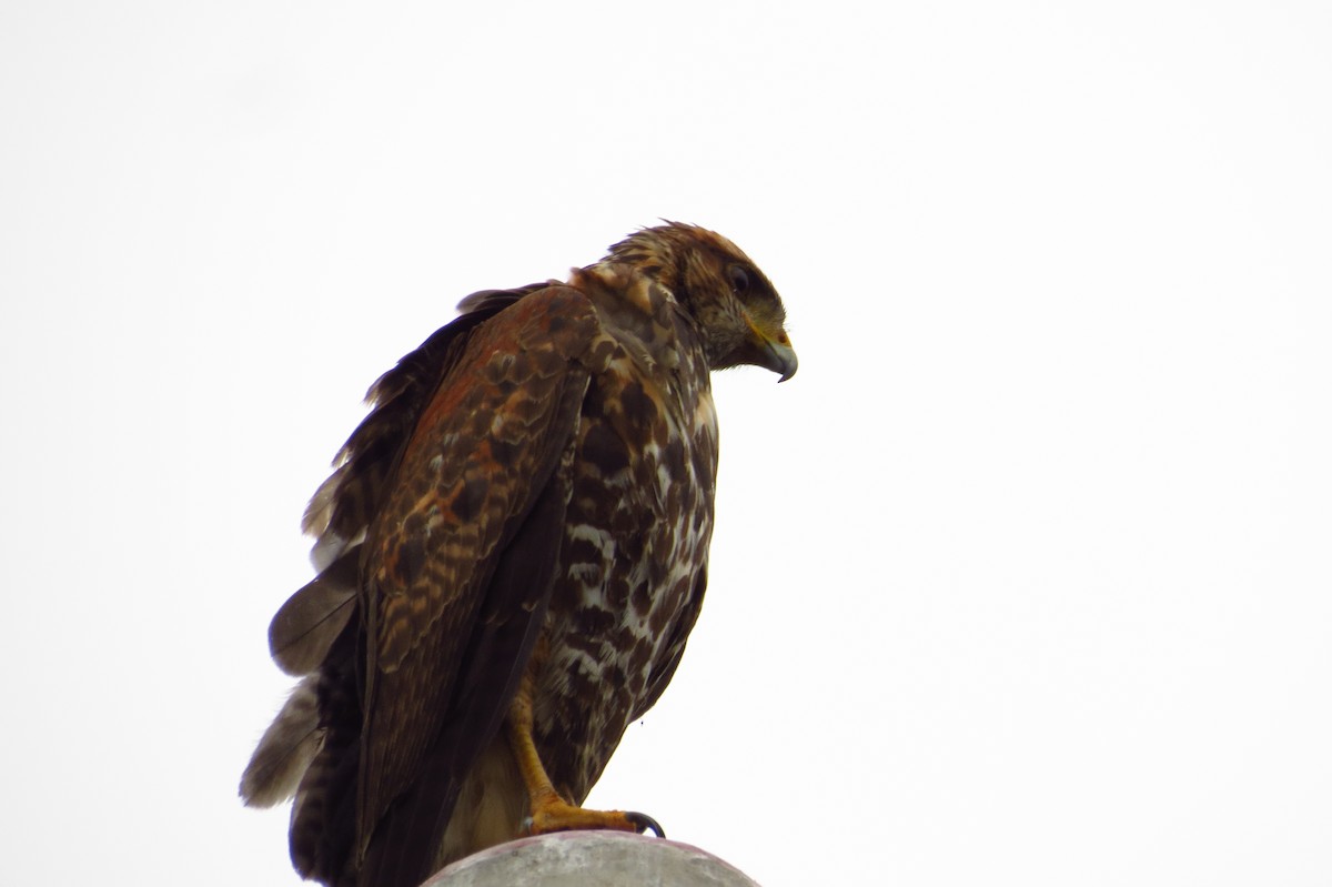 Harris's Hawk - Gary Prescott