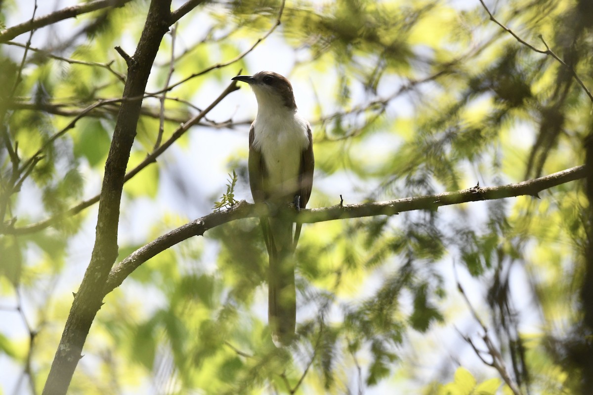 Black-billed Cuckoo - Mark Kosiewski