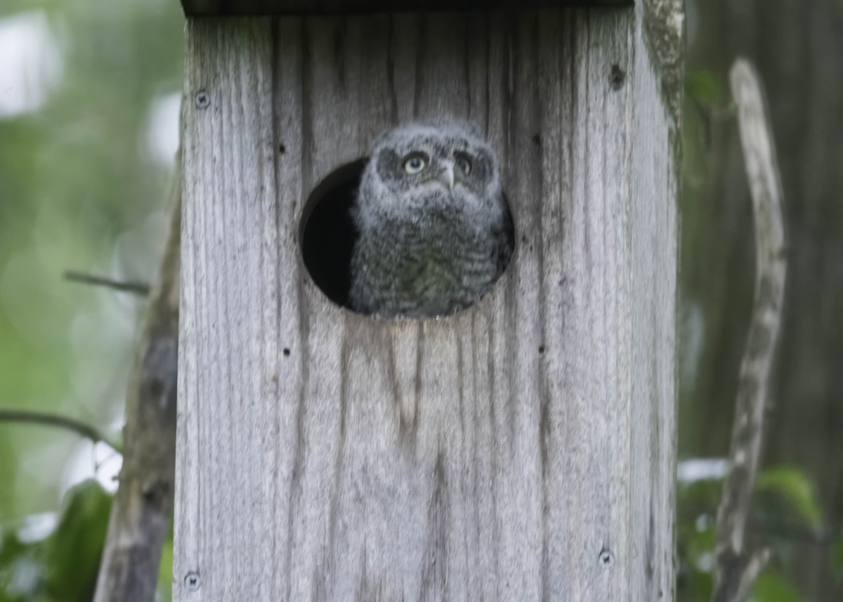 Eastern Screech-Owl - Carol Goodall