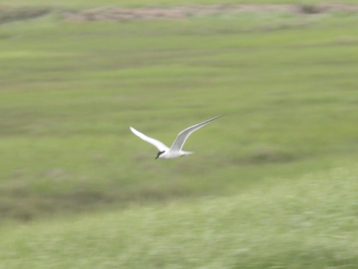 Gull-billed Tern - Cindy Leffelman