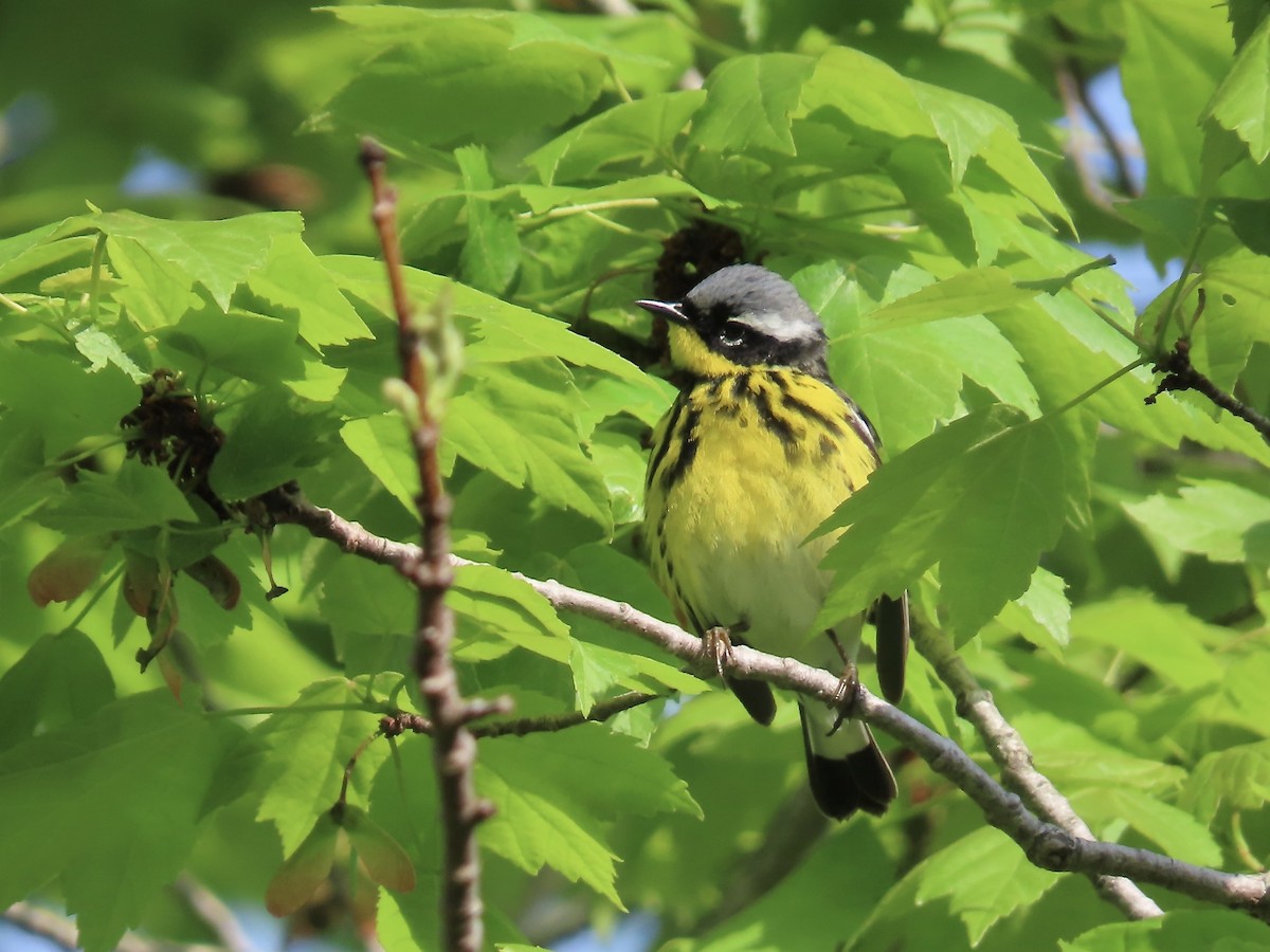 Magnolia Warbler - Marjorie Watson