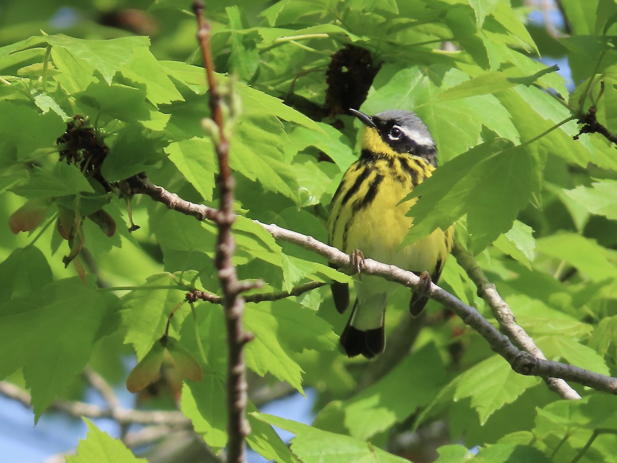 Magnolia Warbler - Marjorie Watson