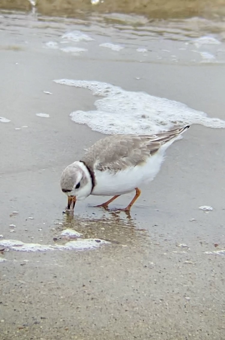 Piping Plover - John Milauskas