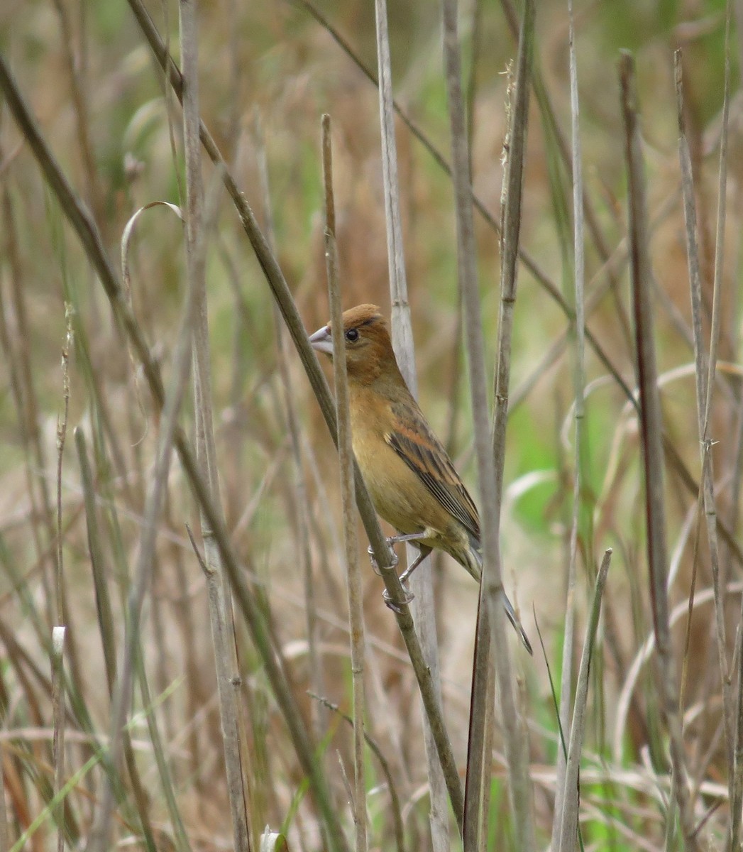 Blue Grosbeak - carolyn mcallaster