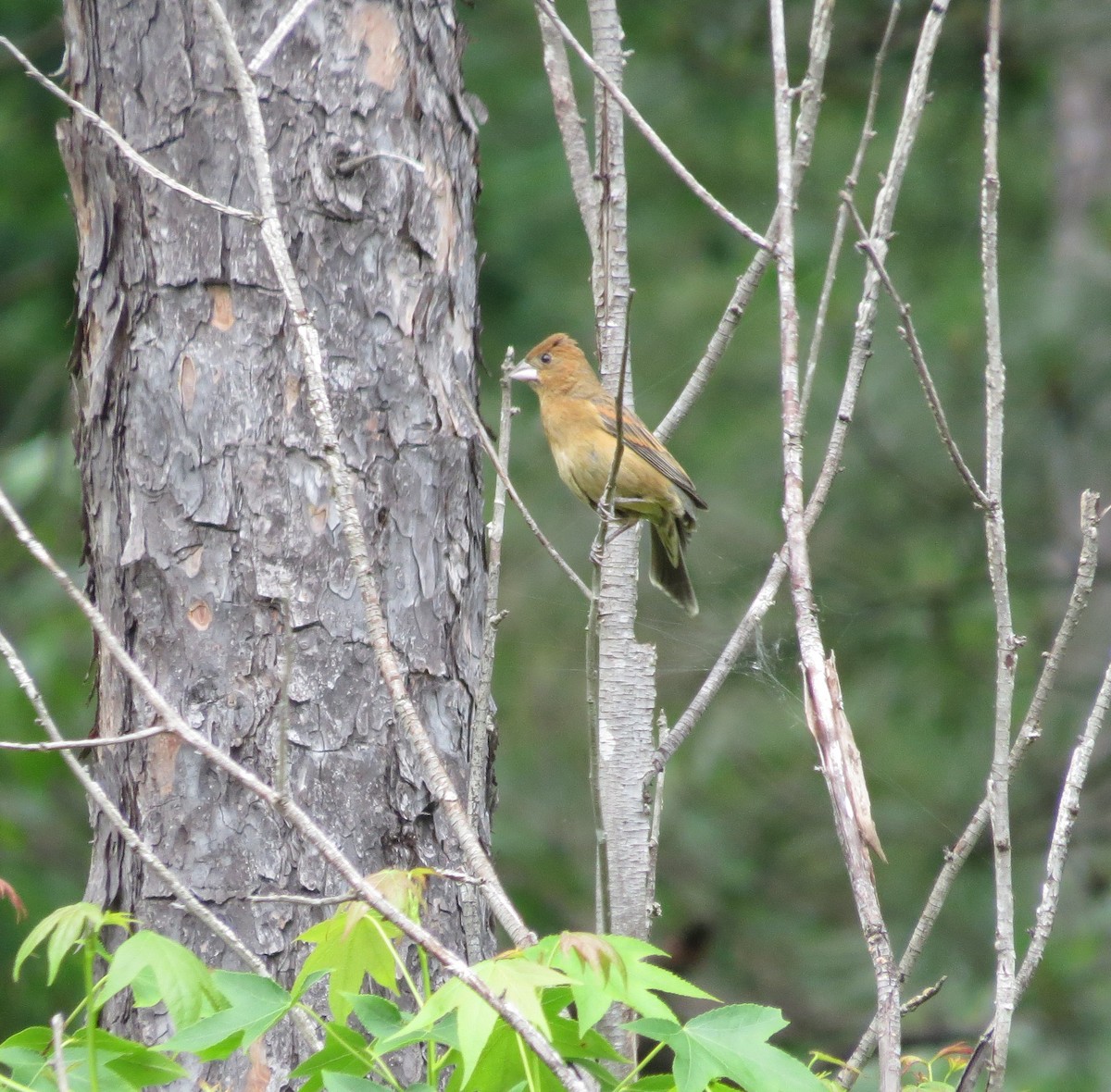 Blue Grosbeak - ML619422309