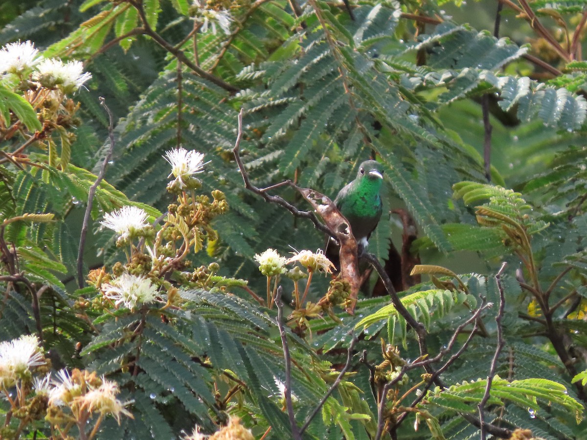 Yeşil Karınlı Kolibri - ML619422314