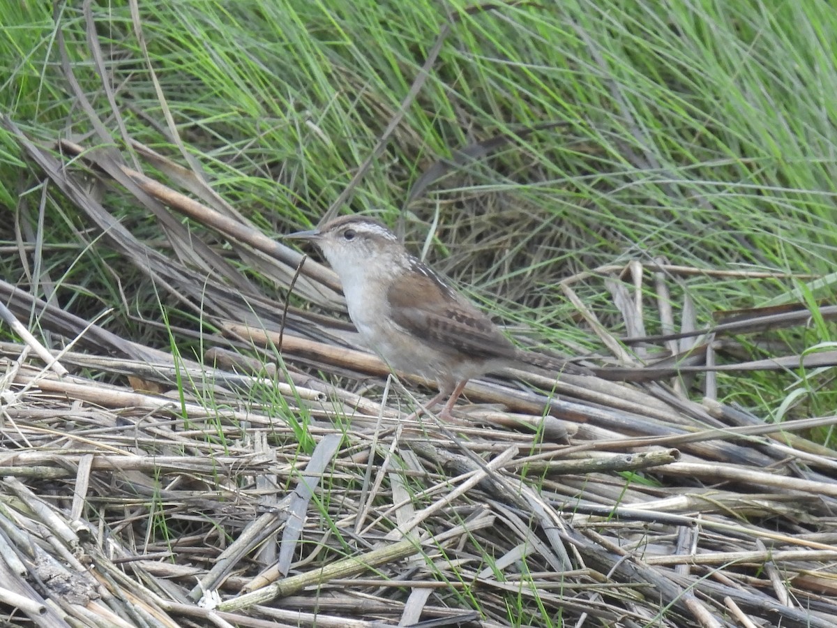 Marsh Wren - Cindy Leffelman