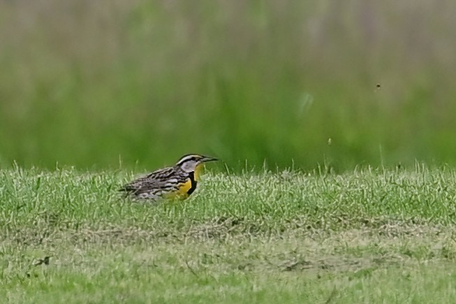 Eastern Meadowlark - Eileen Gibney