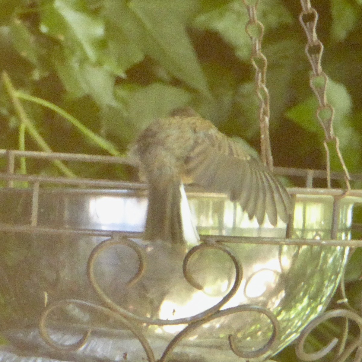 Dark-eyed Junco (Oregon) - Anonymous