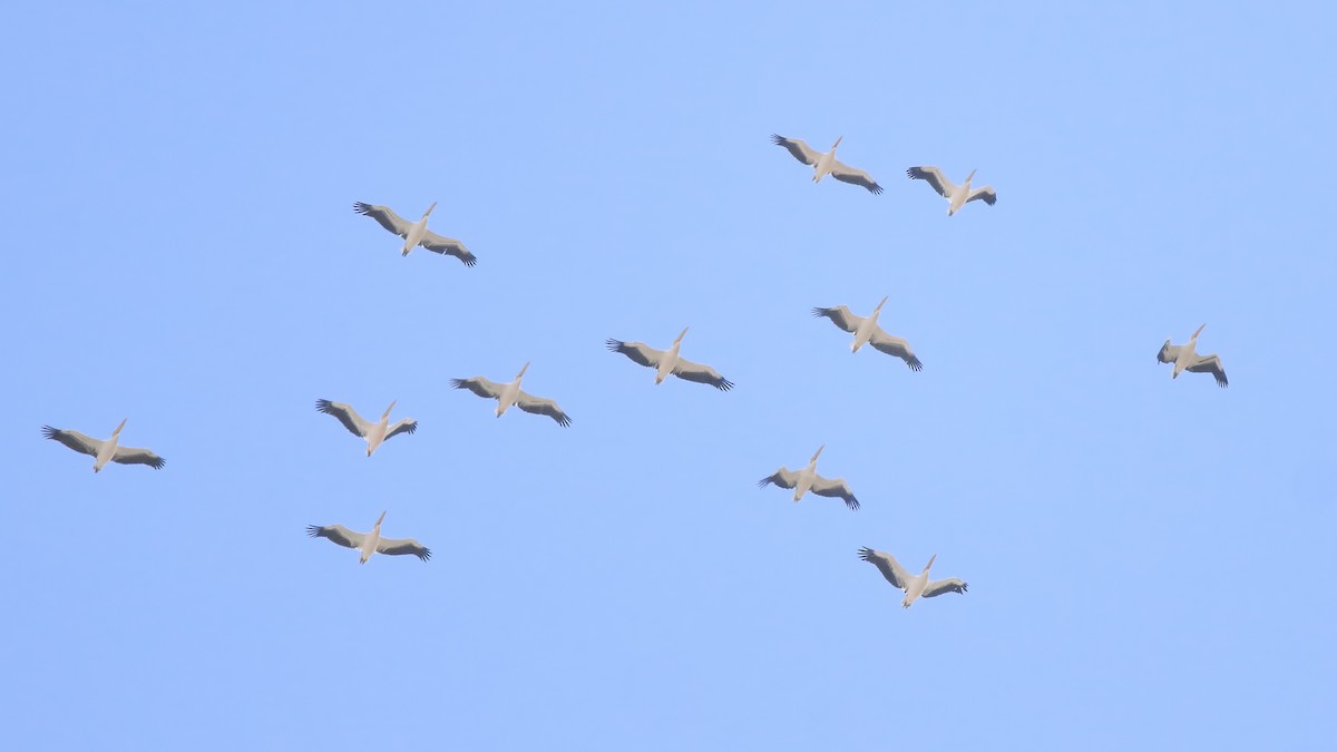 Great White Pelican - Kuzey Cem Kulaçoğlu