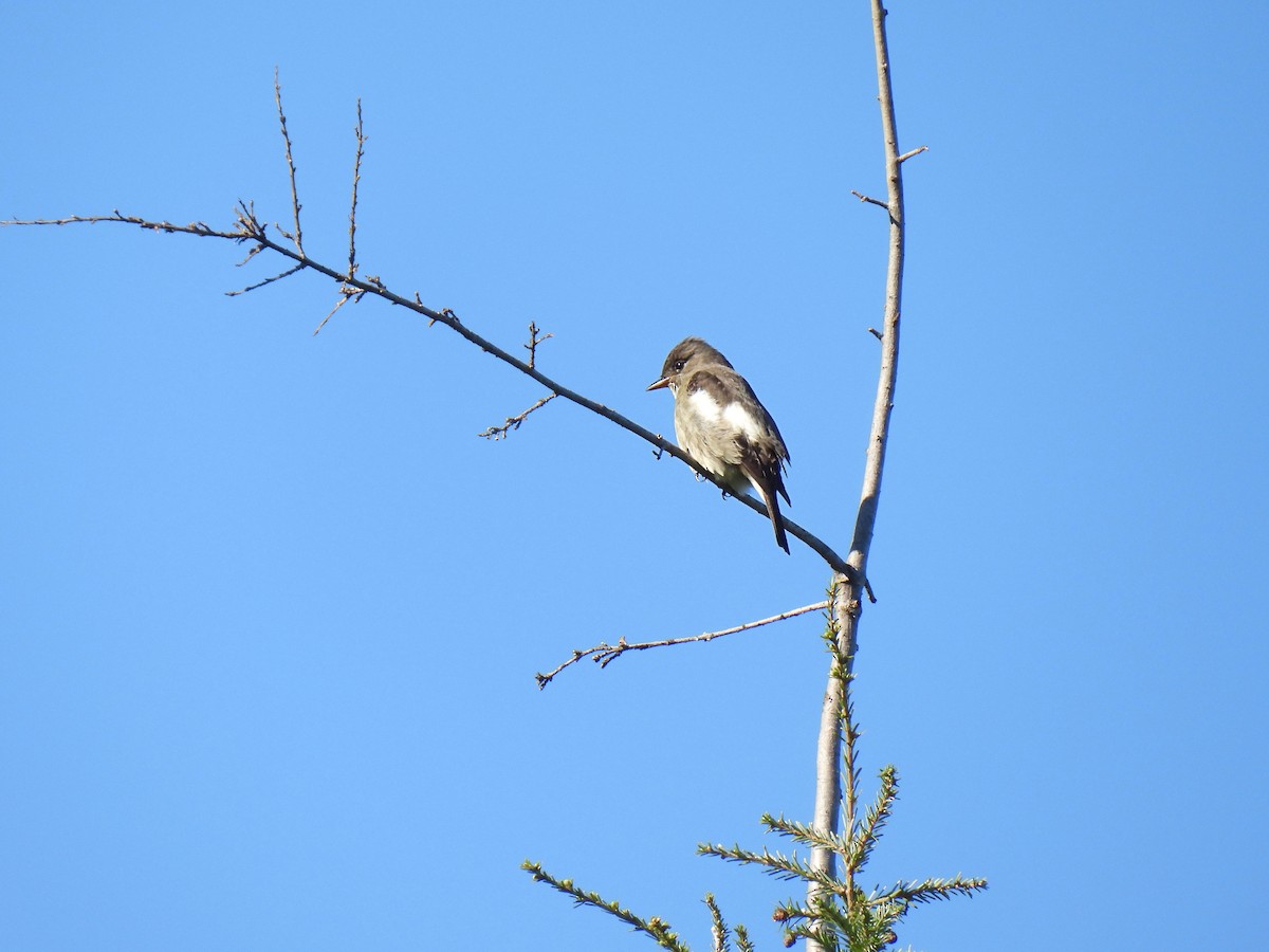 Olive-sided Flycatcher - ML619422340