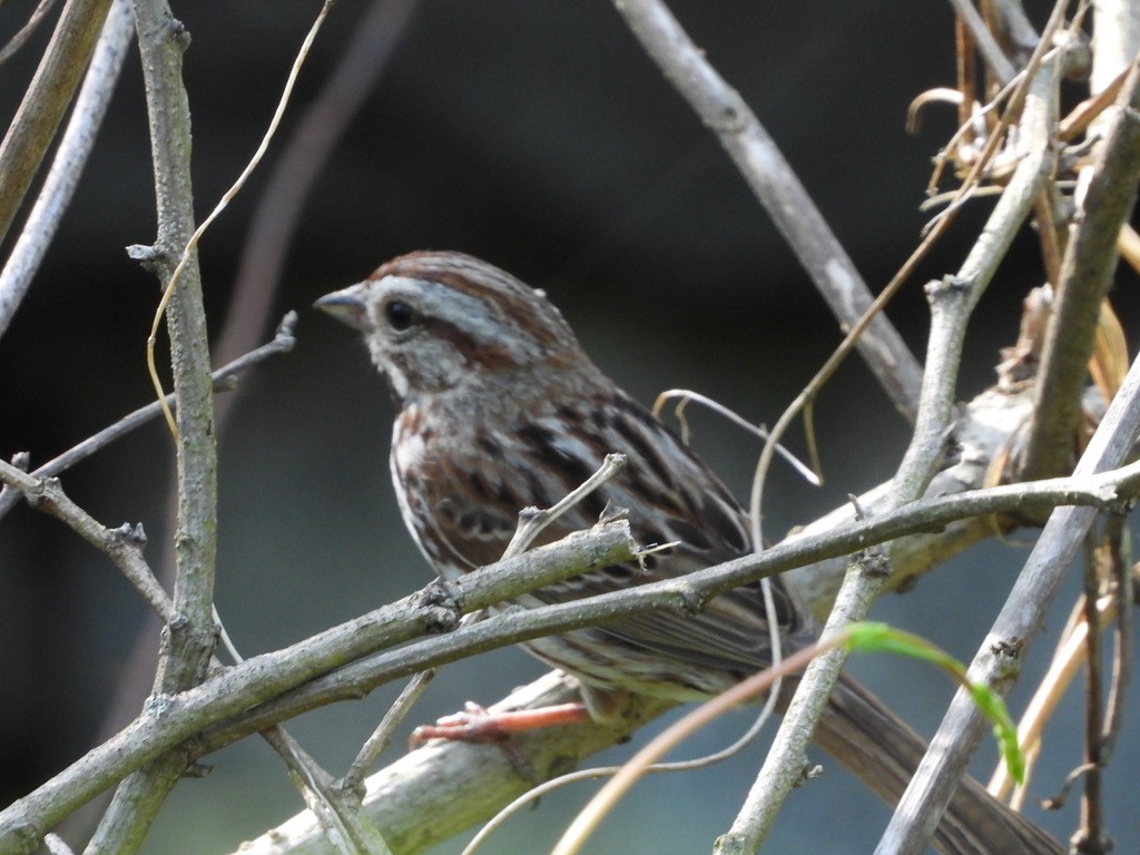 Song Sparrow - Elisabeth Cassinari