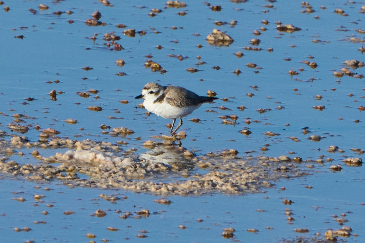 Snowy Plover - George Ross