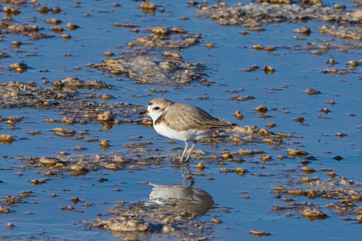 Snowy Plover - George Ross