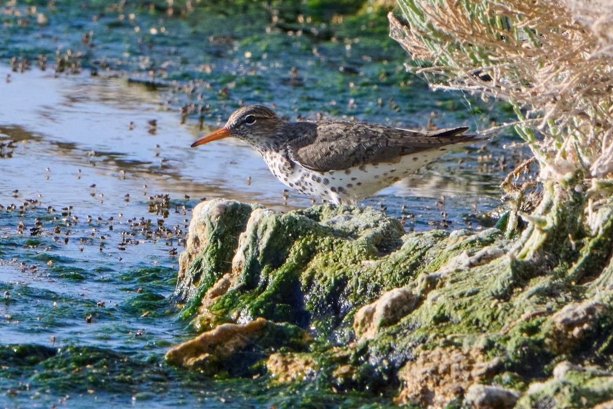 Spotted Sandpiper - George Ross