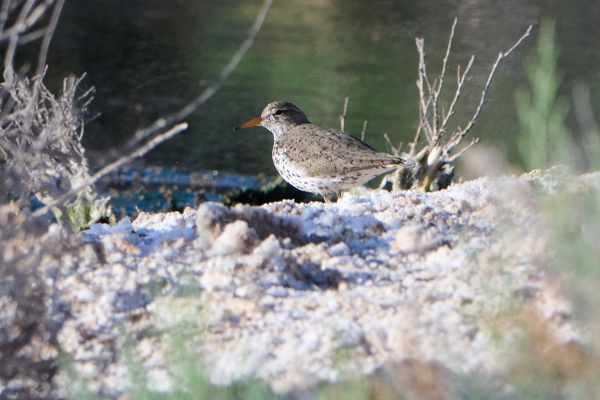 Spotted Sandpiper - George Ross