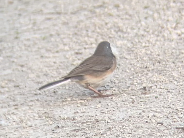 Dark-eyed Junco - ML619422376