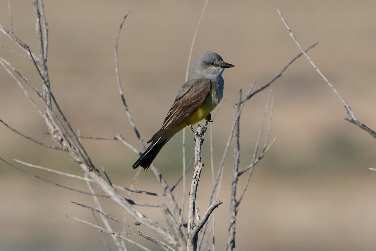 Western Kingbird - George Ross