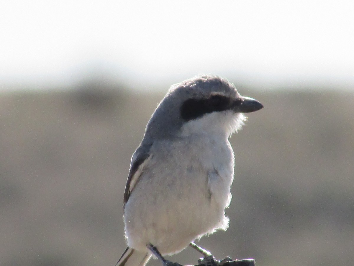 Loggerhead Shrike - Felice  Lyons