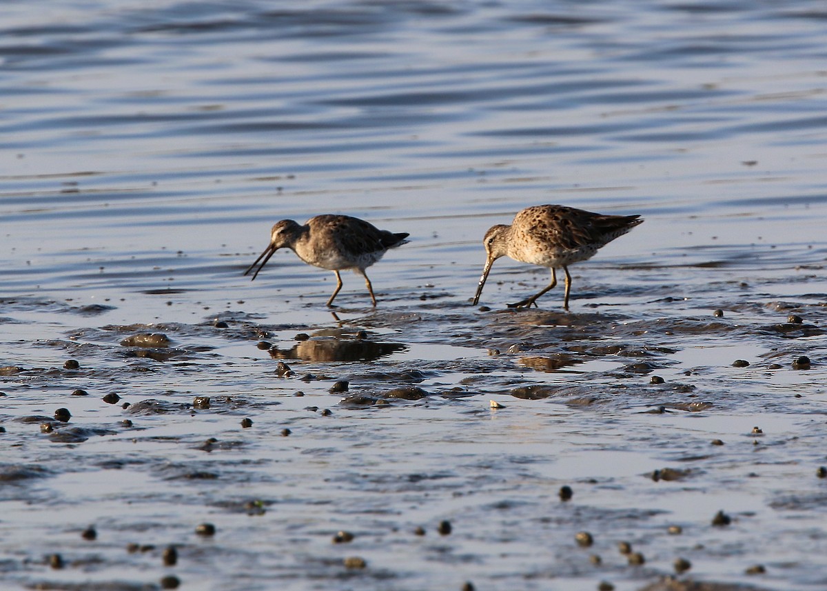 Short-billed Dowitcher - William Clark