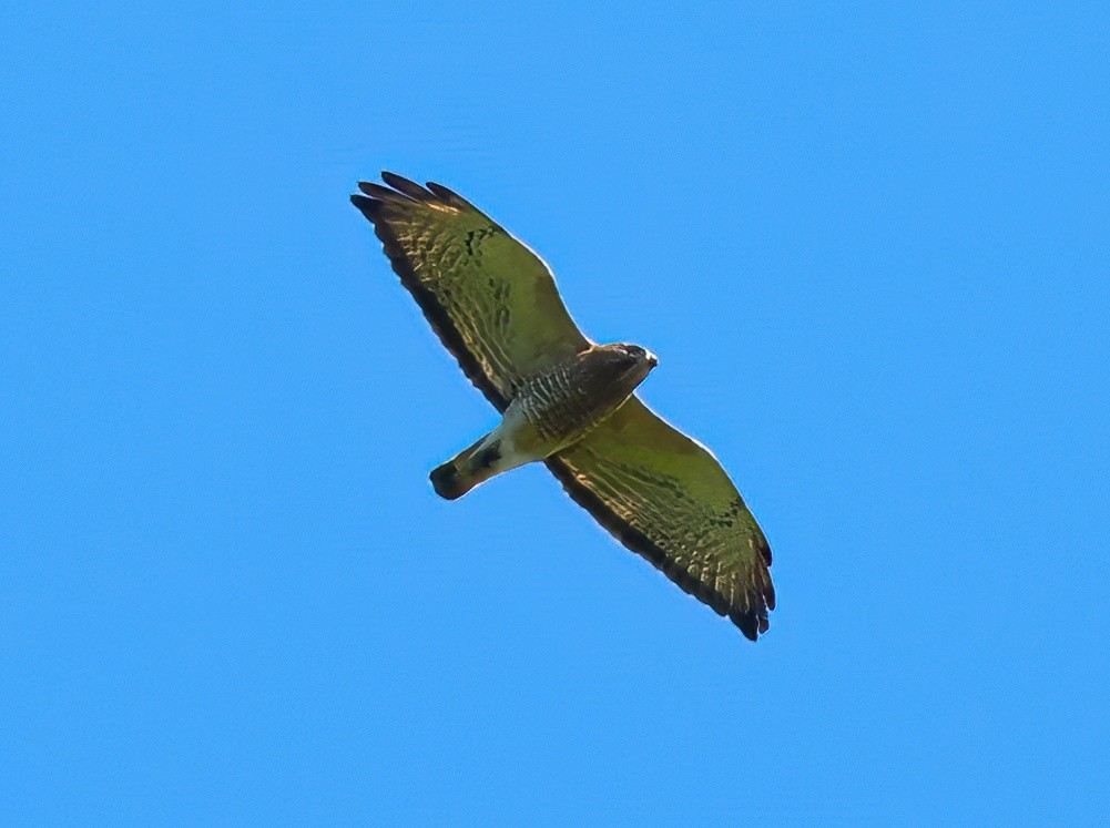 Broad-winged Hawk - Eric Patry