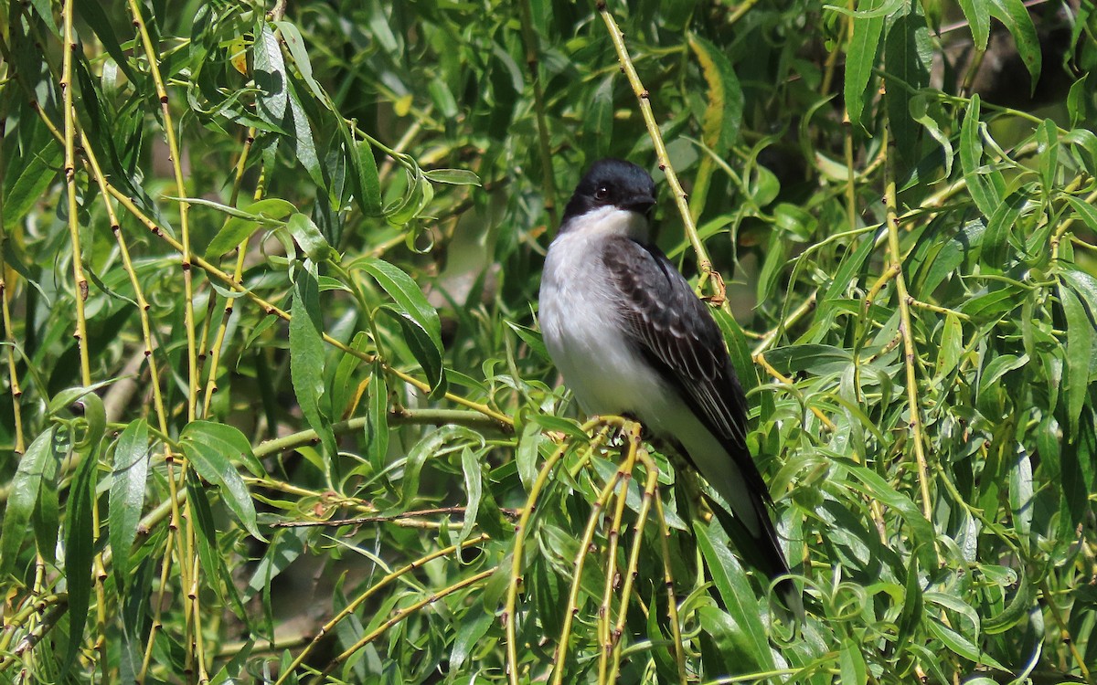 Eastern Kingbird - ML619422406