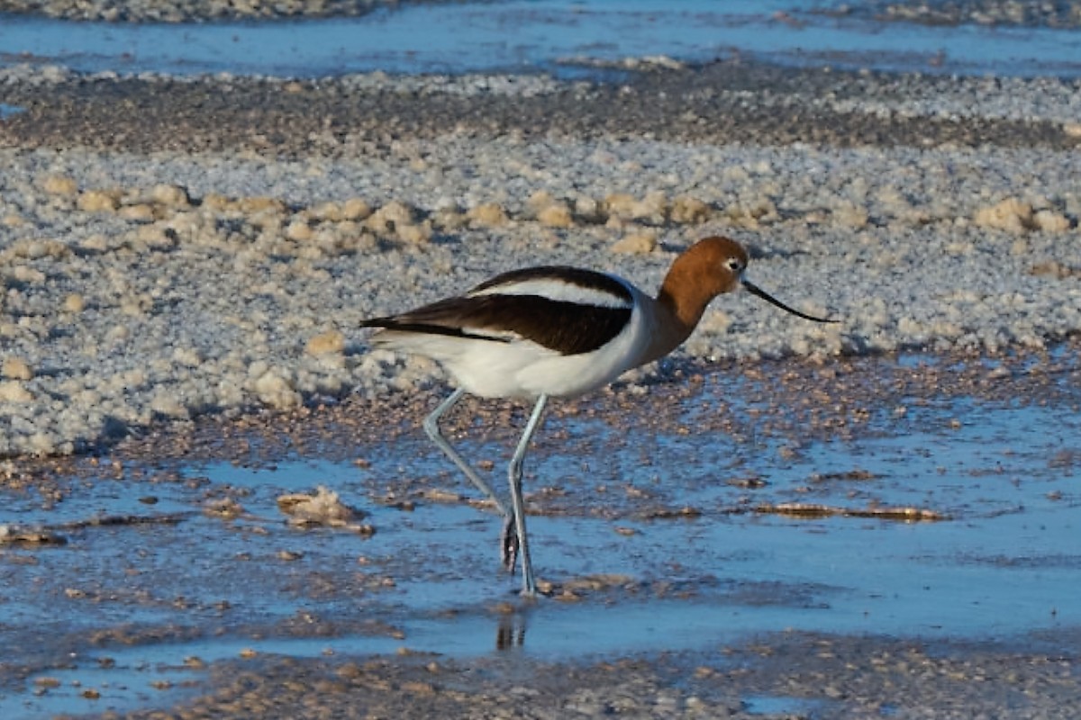 American Avocet - George Ross