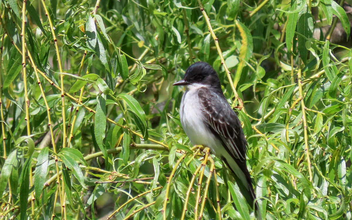 Eastern Kingbird - ML619422412