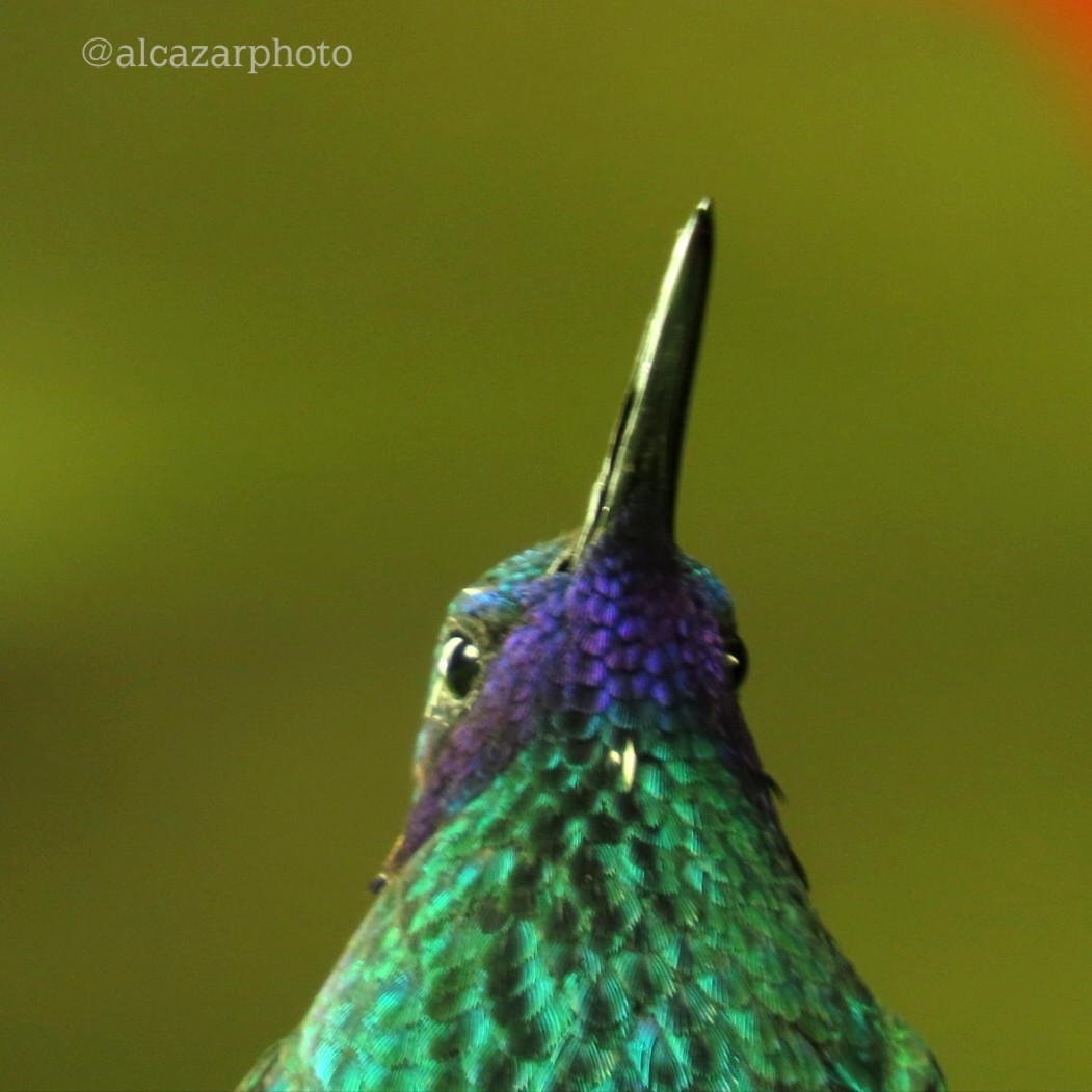 Sparkling Violetear - Carolina Alcazar