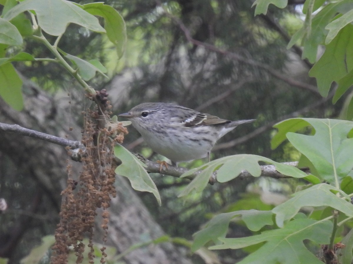 Blackpoll Warbler - Cindy Leffelman