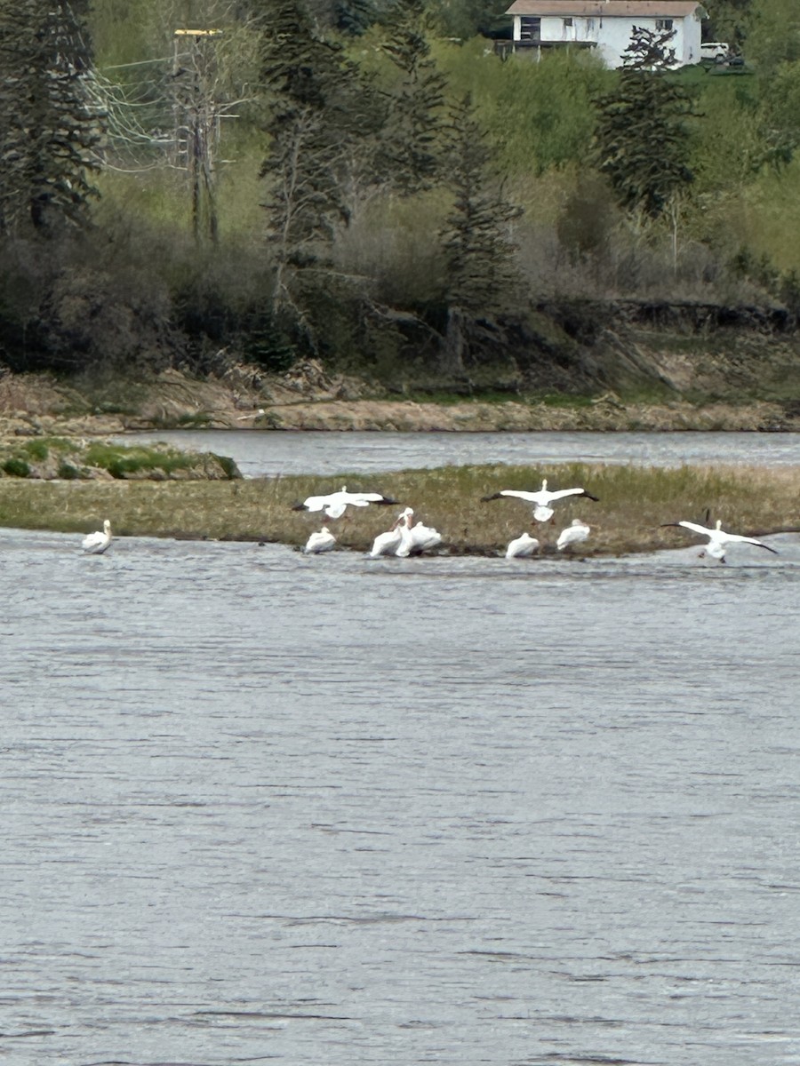 American White Pelican - Carol Puszka