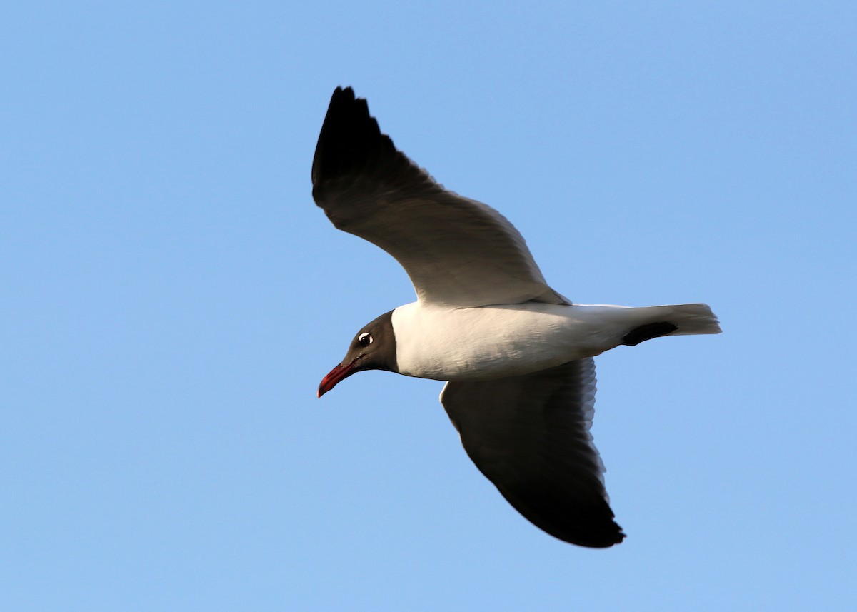 Laughing Gull - William Clark