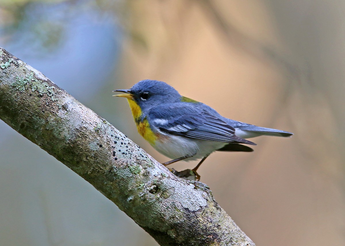 Northern Parula - William Clark