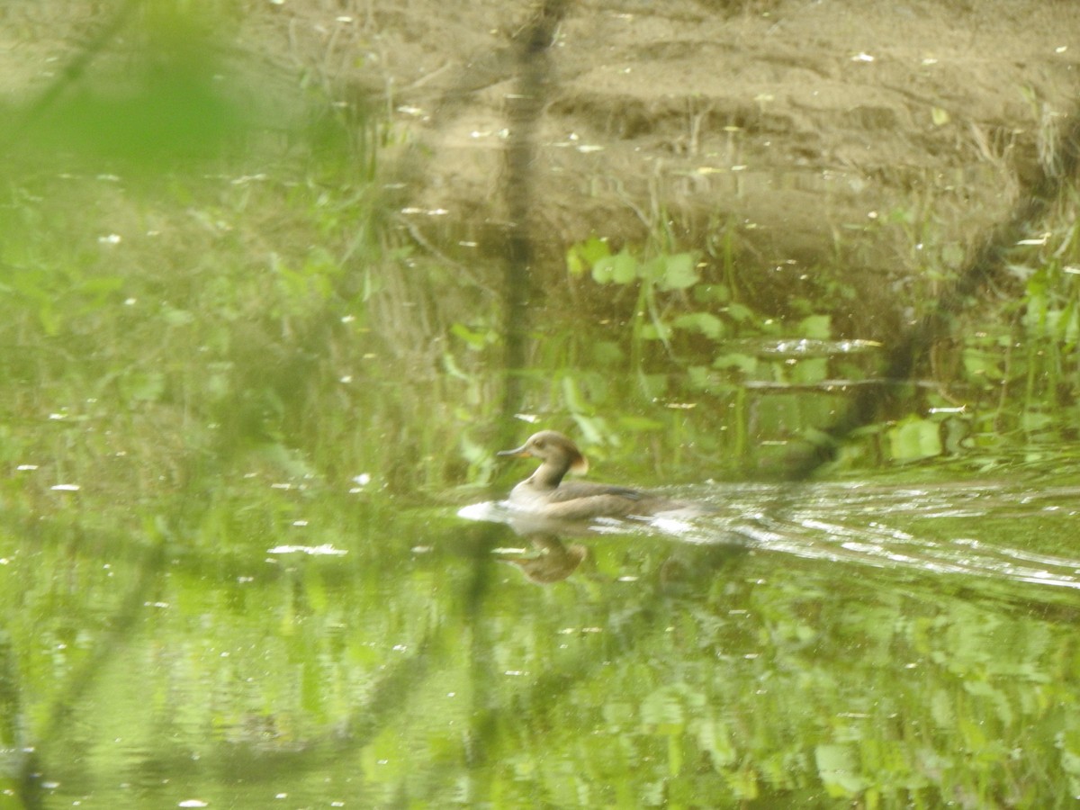 Hooded Merganser - Liren Varghese