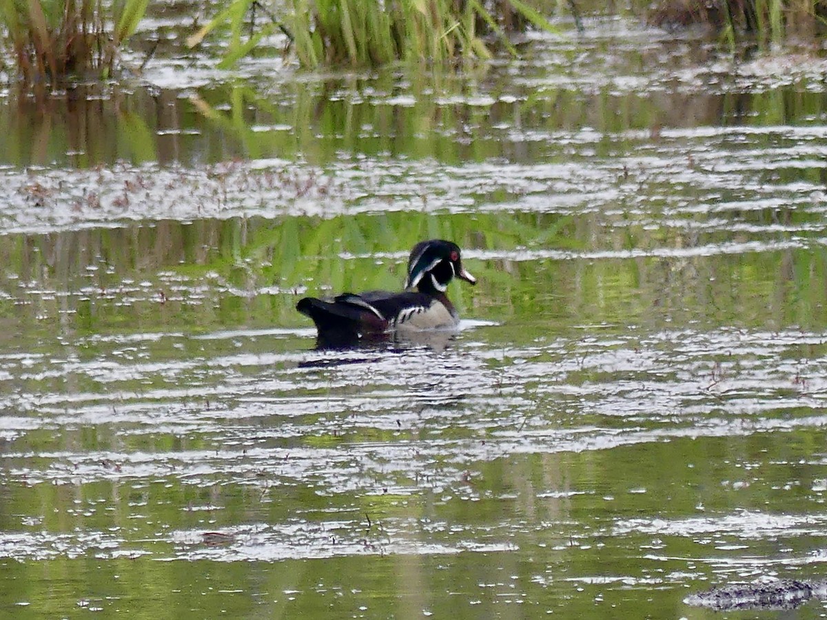 Wood Duck - Laura Blutstein