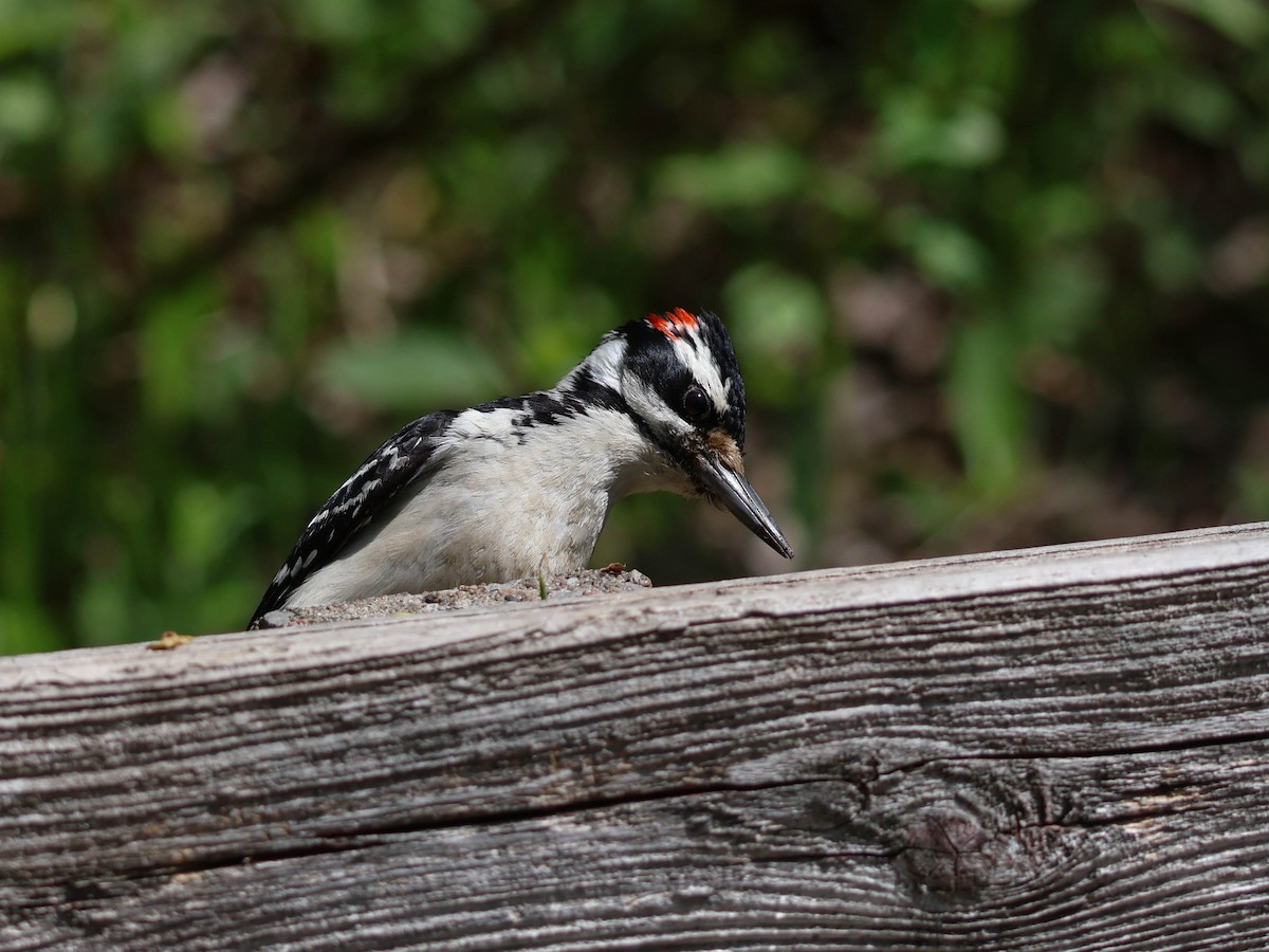 Hairy Woodpecker - Alexandrine Fontaine-Tardif