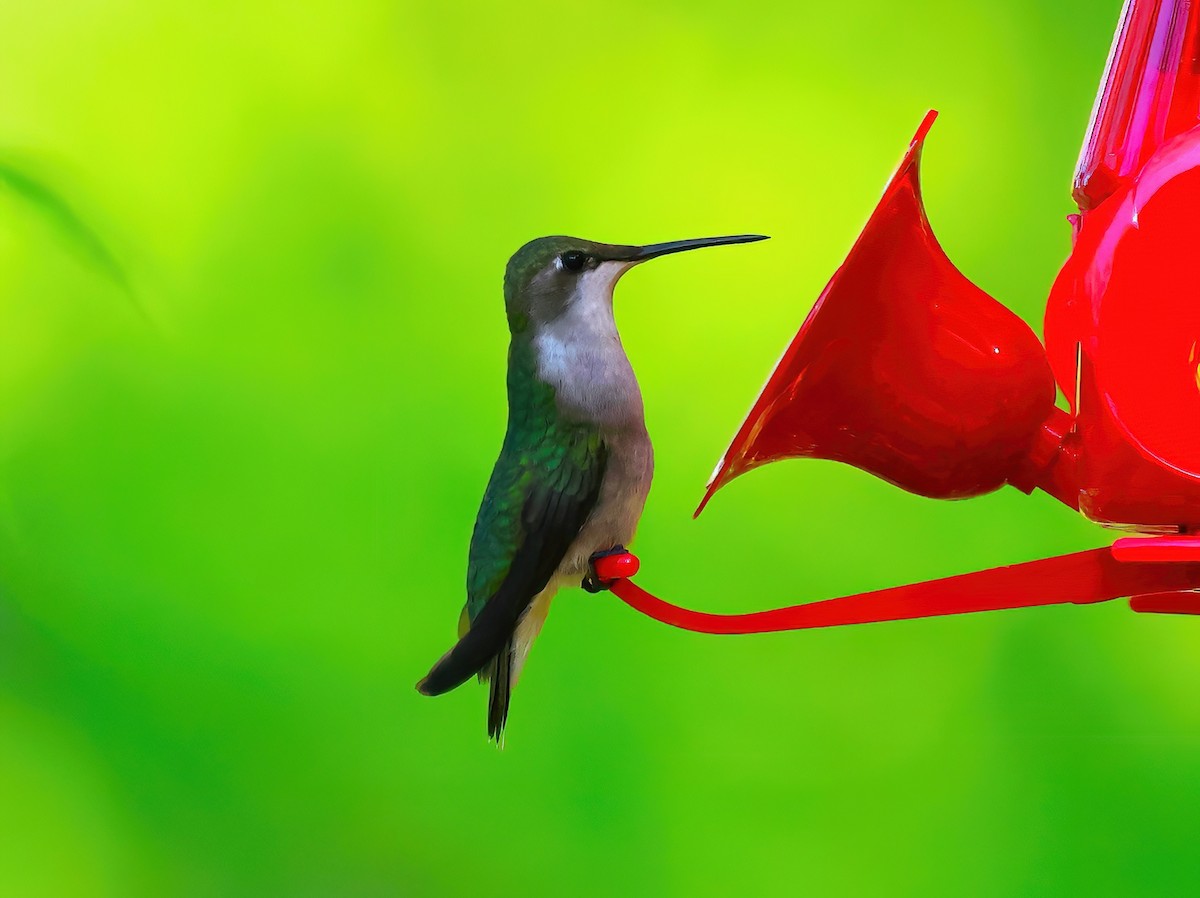 Ruby-throated Hummingbird - Eric Patry