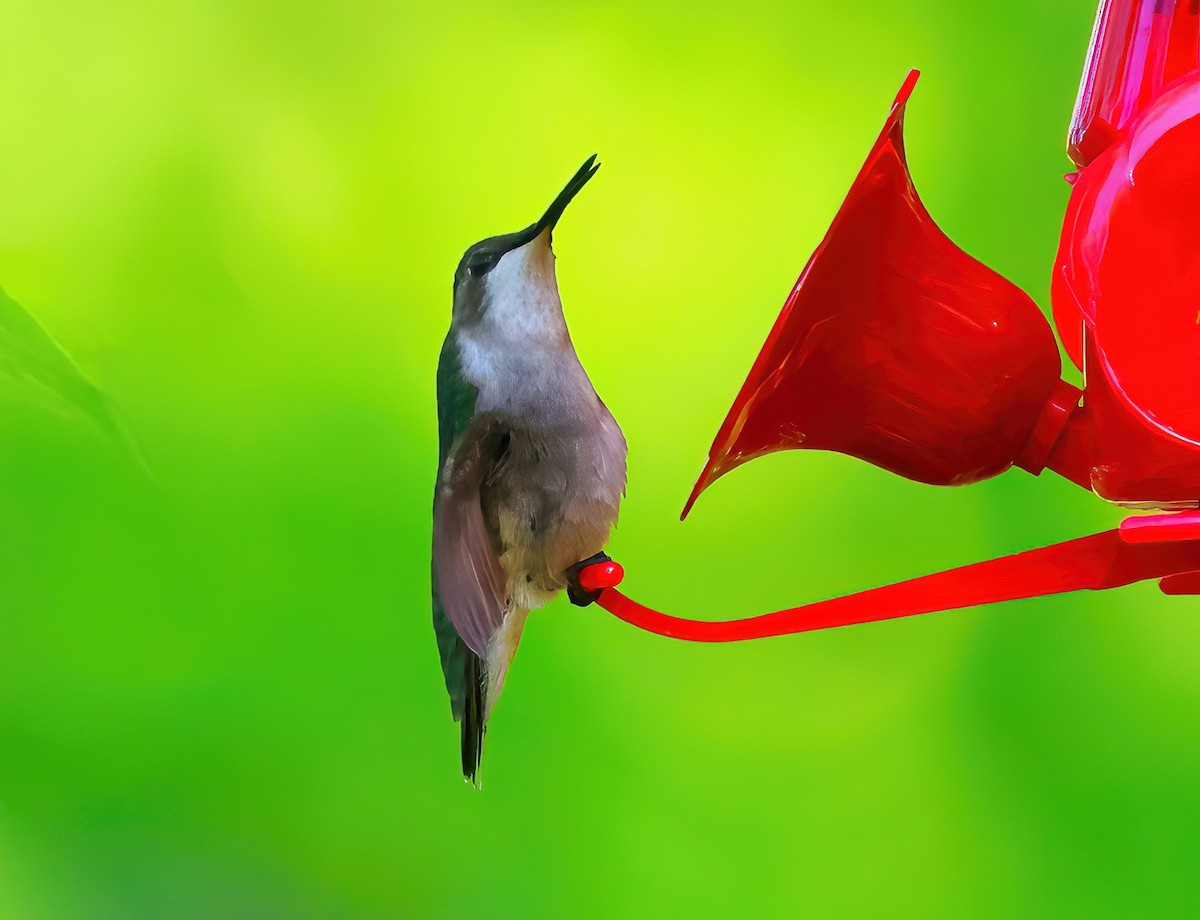 Ruby-throated Hummingbird - Eric Patry