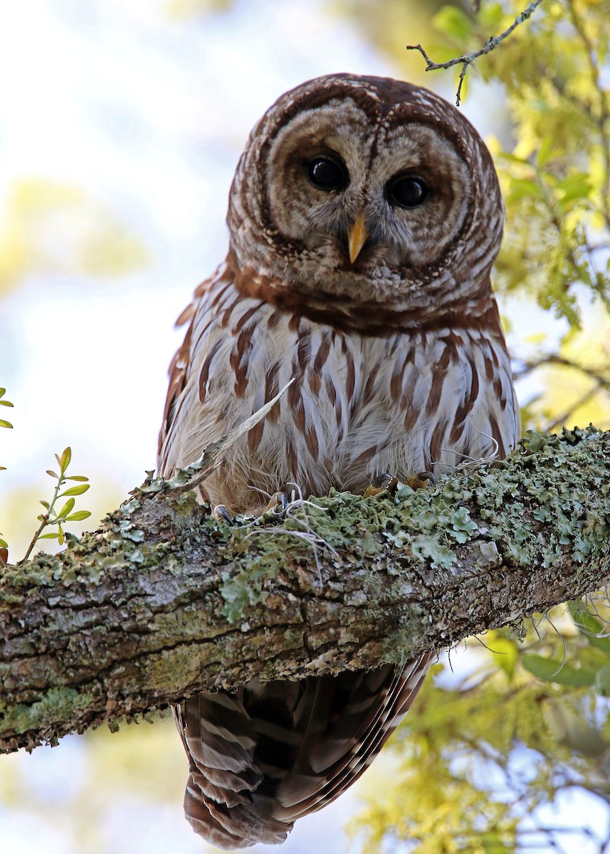 Barred Owl - William Clark