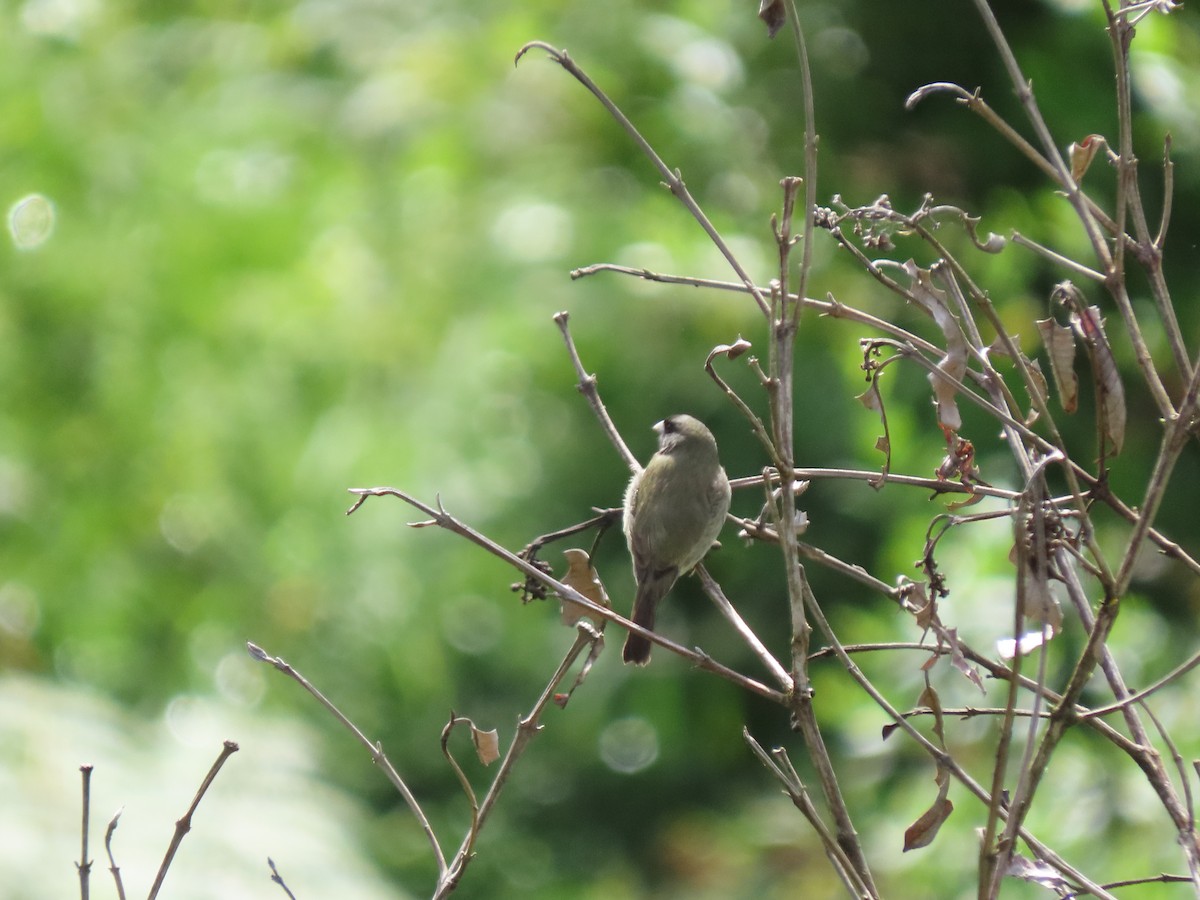 Yellow-bellied Seedeater - Cristian Cufiño