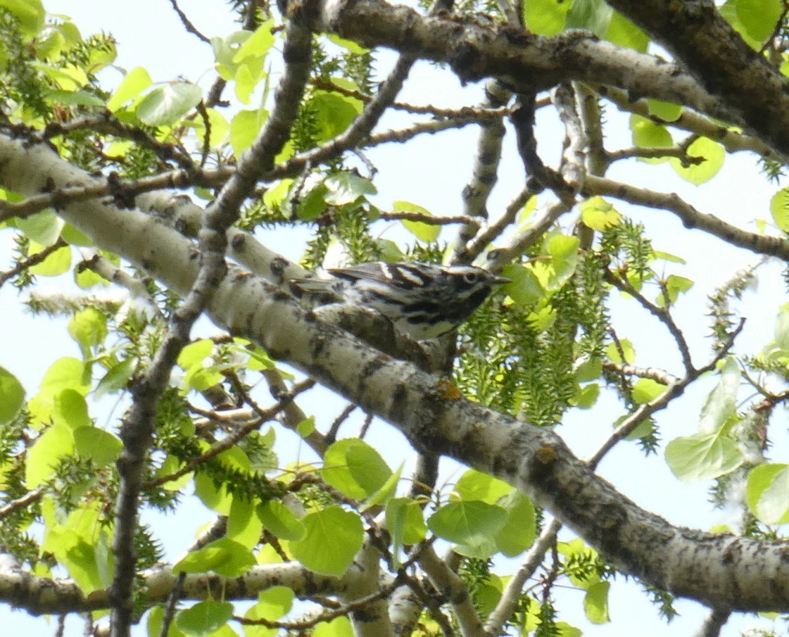 Black-and-white Warbler - Christine Zihrul