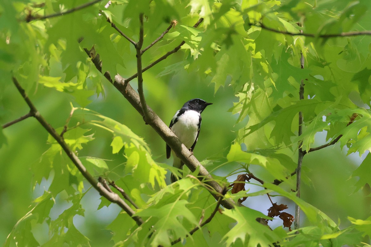 Black-throated Blue Warbler - Paul Gorday