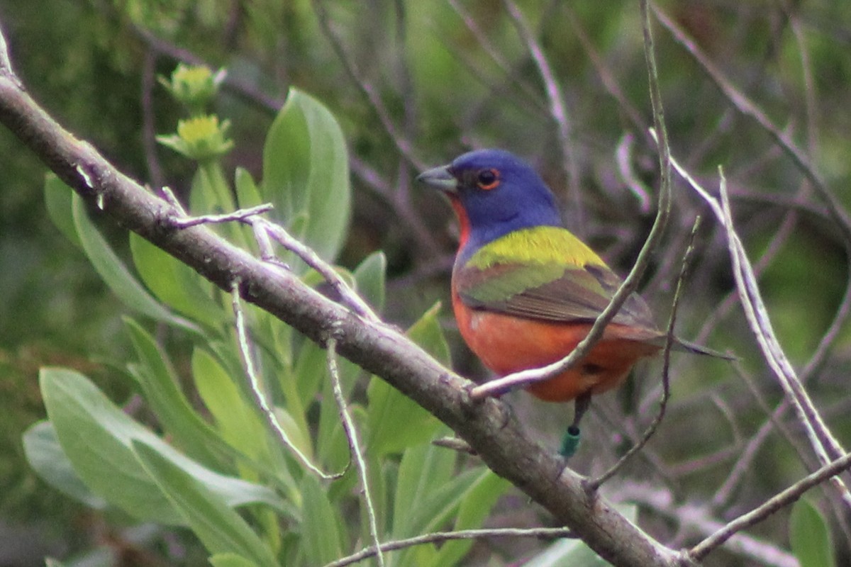 Painted Bunting - Kevin Markham