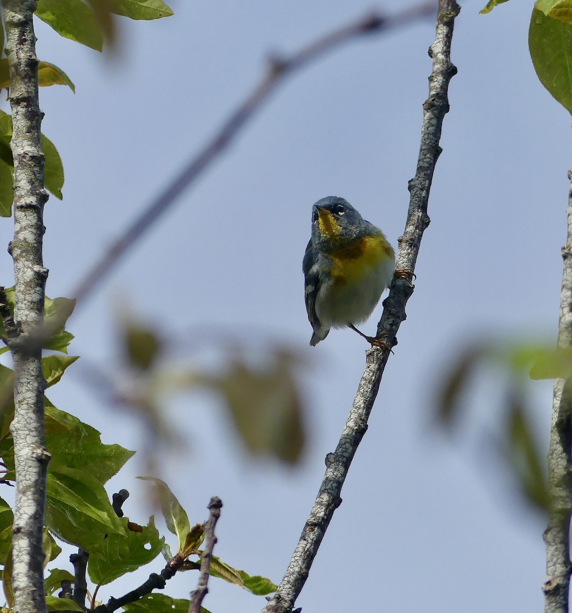 Northern Parula - Laura Blutstein